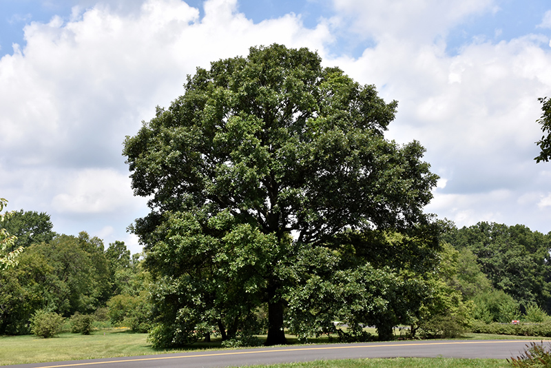 Swamp White Oak (Quercus bicolor) at The Growing Place