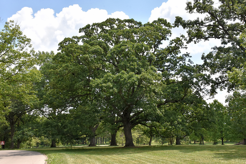 White Oak (Quercus alba) at The Growing Place