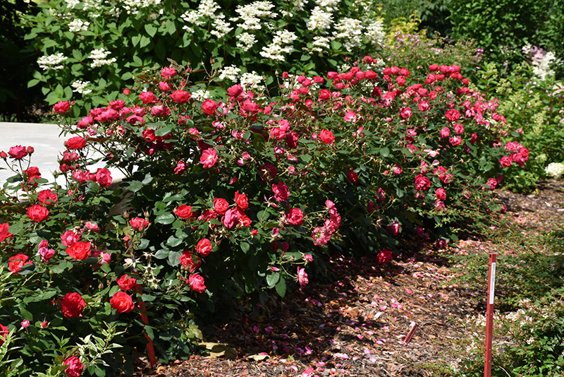 Oso Easy Double Red Rose (Rosa 'Meipeporia') at The Growing Place