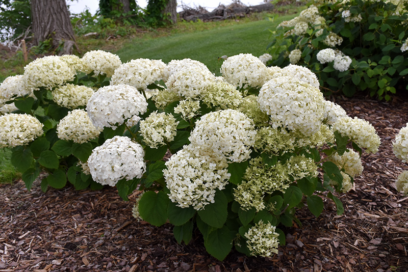 Invincibelle Wee White Hydrangea (Hydrangea arborescens 'NCHA5') at The Growing Place