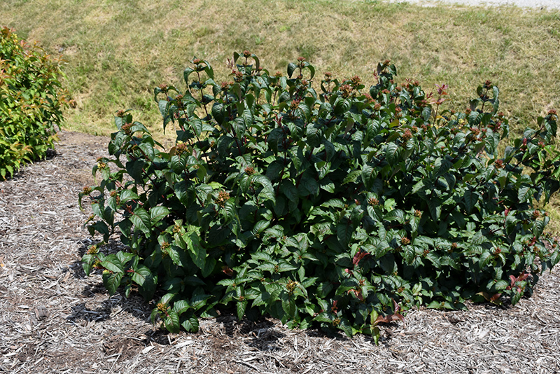 Kodiak Black Diervilla (Diervilla rivularis 'SMNDRSF') at The Growing Place