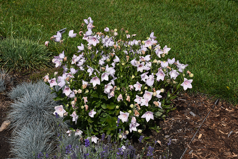 Astra Pink Balloon Flower (Platycodon grandiflorus 'Astra Pink') at The Growing Place