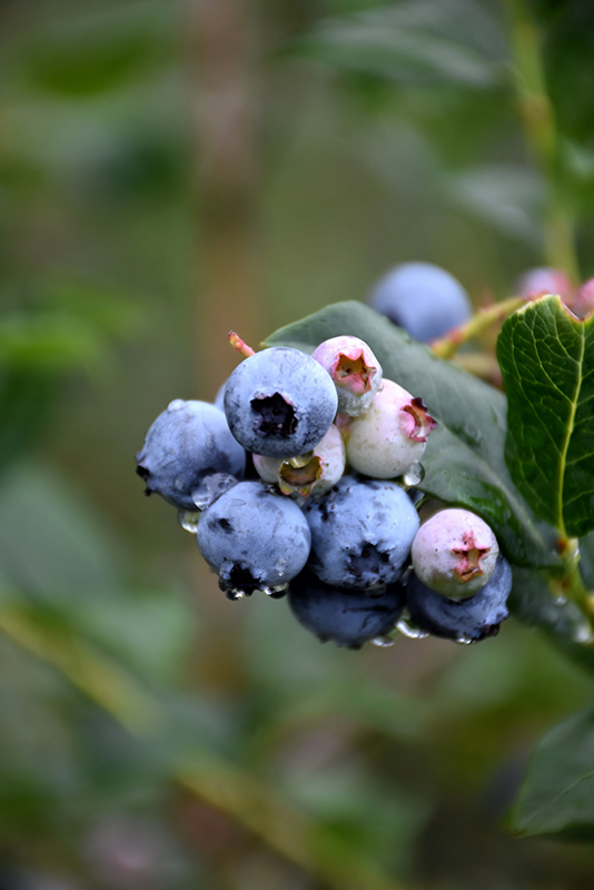 Chippewa Blueberry (Vaccinium 'Chippewa') at The Growing Place