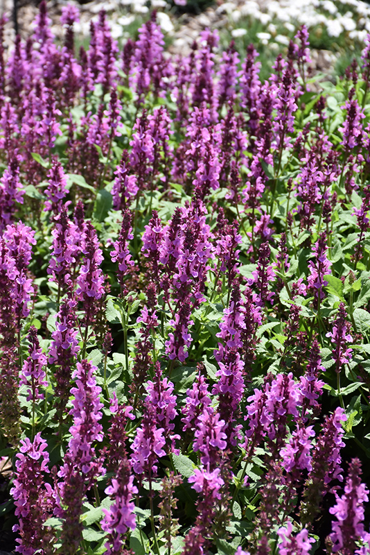 Rose Marvel Meadow Sage (Salvia nemorosa 'Rose Marvel') at The Growing Place