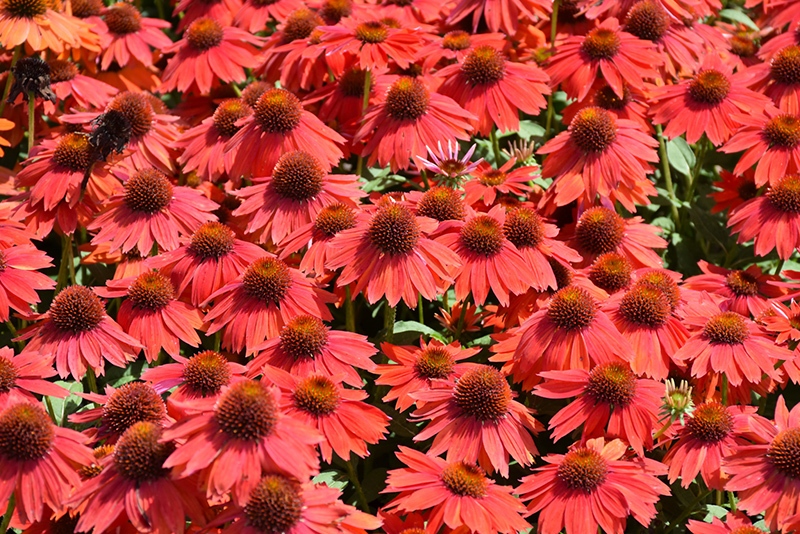 Sombrero Salsa Red Coneflower (Echinacea 'Balsomsed') at The Growing Place