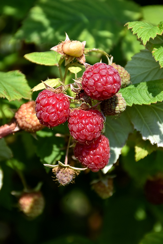 Boyne Raspberry (Rubus 'Boyne') at The Growing Place