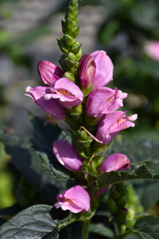 Tiny Tortuga Turtlehead (Chelone lyonii 'Tiny Tortuga') at The Growing Place