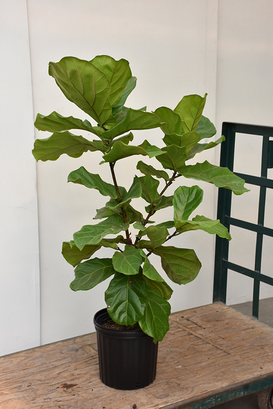 Fiddle Leaf Fig (Ficus lyrata) at The Growing Place