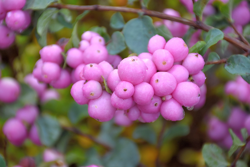 Proud Berry Coralberry (Symphoricarpos 'Sofie') at The Growing Place