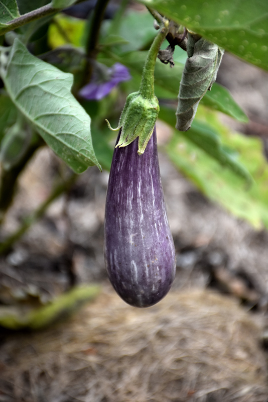 Fairy Tale Eggplant (Solanum melongena 'Fairy Tale') at The Growing Place