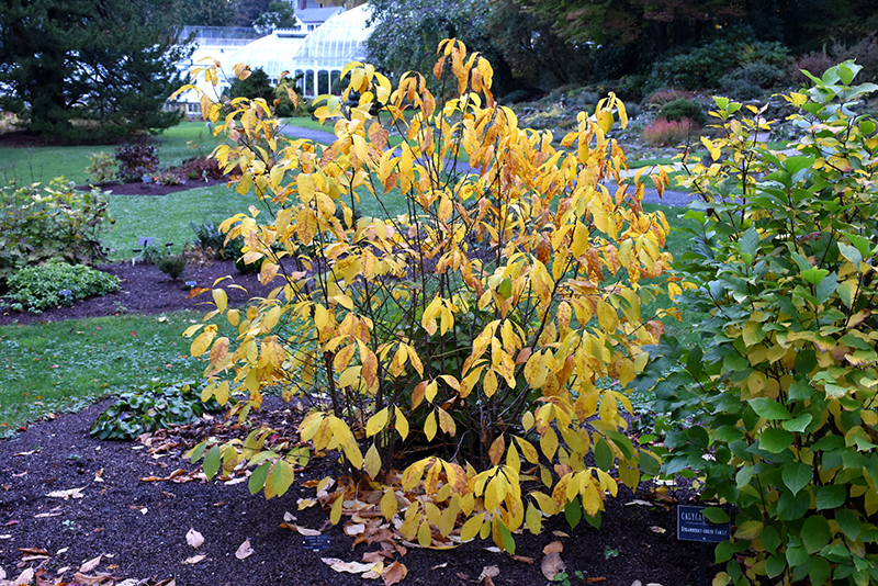 Spicebush (Lindera benzoin) at The Growing Place