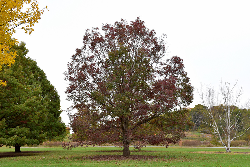 White Oak (Quercus alba) in Naperville Aurora Batavia Oswego Chicago ...