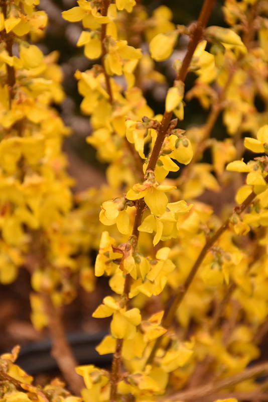 Show Off Forsythia (Forsythia x intermedia 'Mindor') at The Growing Place