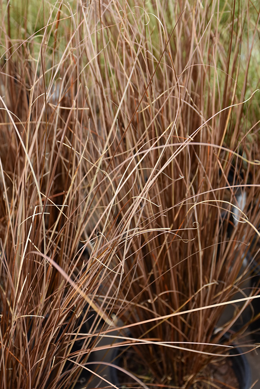 Red Rooster Sedge (Carex buchananii 'Red Rooster') at The Growing Place