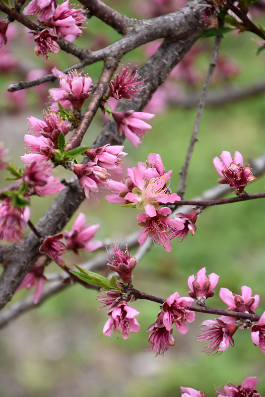 Contender Peach (Prunus persica 'Contender') at The Growing Place