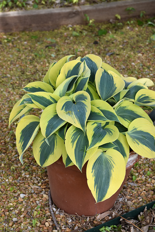 Shadowland Autumn Frost Hosta (Hosta 'Autumn Frost') at The Growing Place