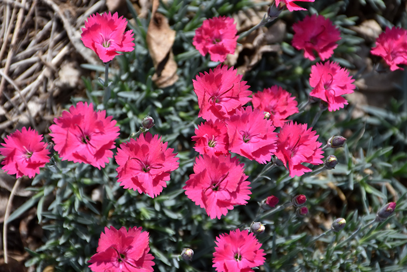 Paint The Town Magenta Pinks (Dianthus 'Paint The Town Magenta') at The Growing Place