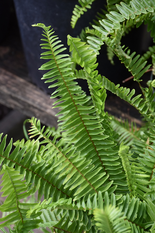 Sword Fern (Nephrolepis cordifolia) at The Growing Place