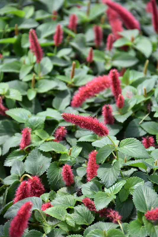 Dwarf Chenille Plant (Acalypha pendula) at The Growing Place