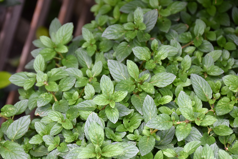 Peppermint (Mentha x piperita) at The Growing Place