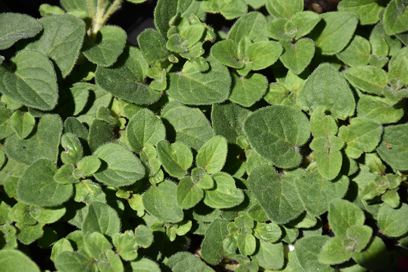 Hot And Spicy Oregano (Origanum 'Hot And Spicy') at The Growing Place