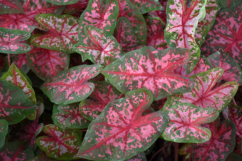 Carolyn Whorton Caladium (Caladium 'Carolyn Whorton') at The Growing Place