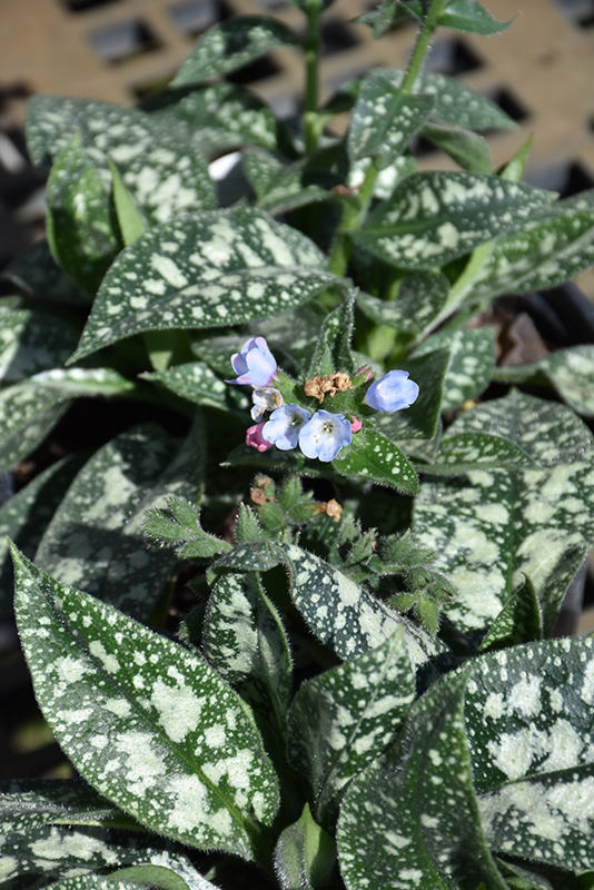 Twinkle Toes Lungwort (Pulmonaria 'Twinkle Toes') at The Growing Place