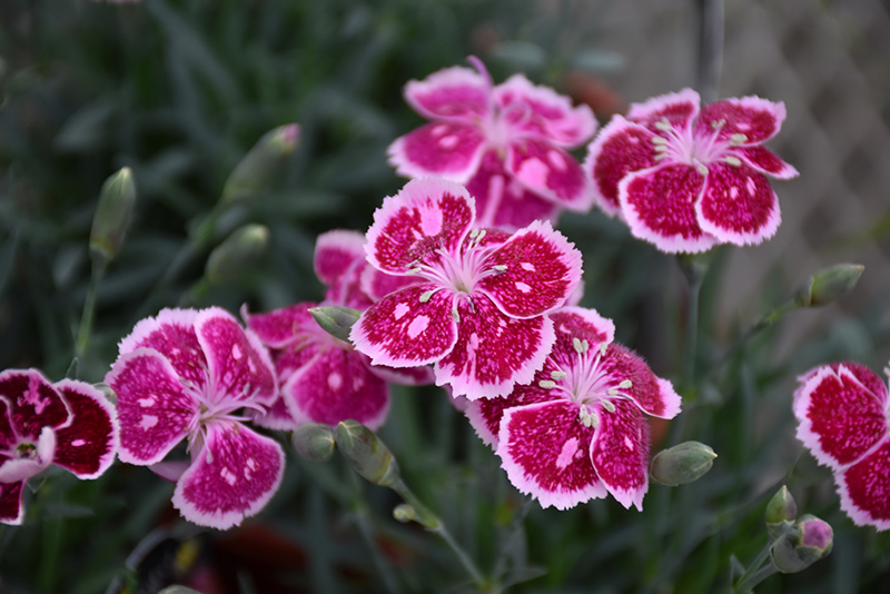 Fire And Ice Pinks (Dianthus 'Fire And Ice') at The Growing Place