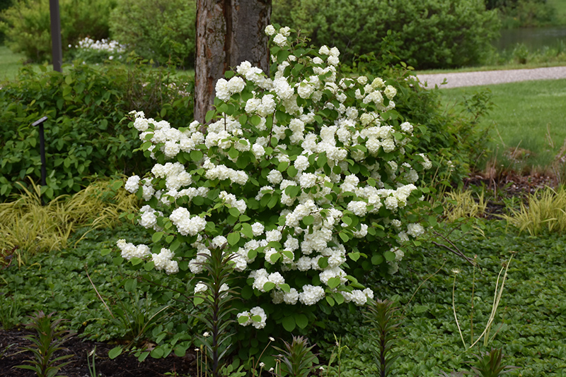 First Editions Opening Day Doublefile Viburnum (Viburnum plicatum 'PIIVIB-II') at The Growing Place
