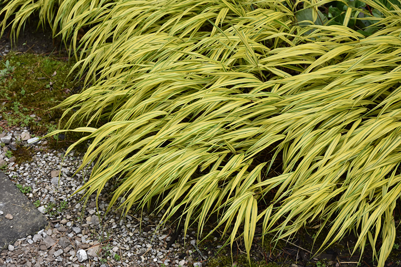 Golden Variegated Hakone Grass (Hakonechloa macra 'Aureola') at The Growing Place