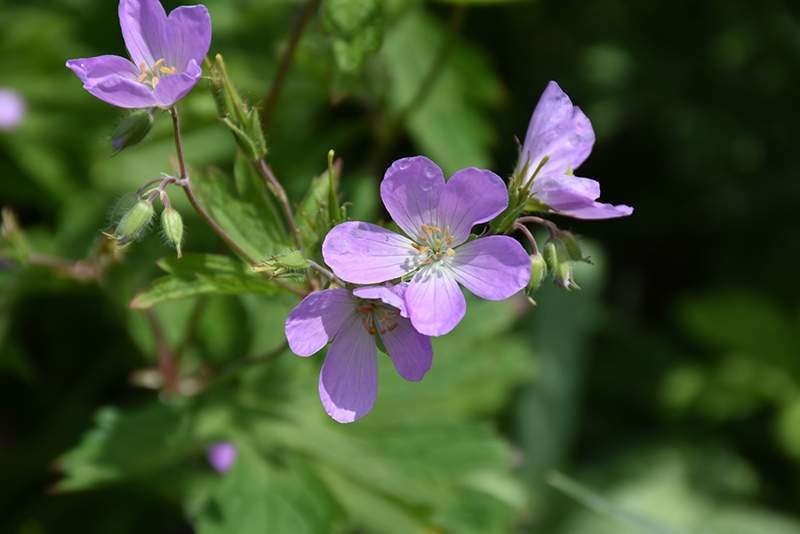 Spotted Cranesbill (Geranium maculatum) at The Growing Place