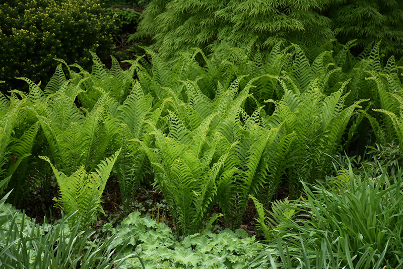 Ostrich Fern (Matteuccia struthiopteris) at The Growing Place