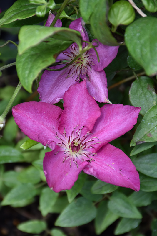Tekla Clematis (Clematis 'Evipo069') at The Growing Place