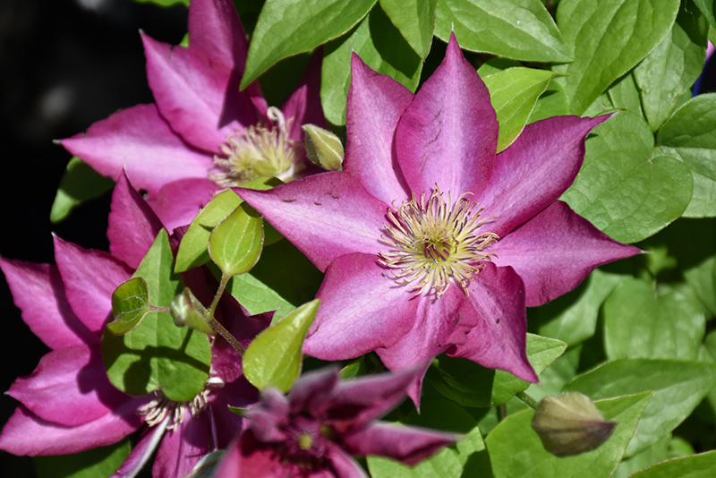Tekla Clematis (Clematis 'Evipo069') at The Growing Place