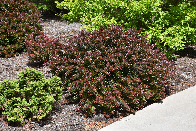 Concorde Japanese Barberry (Berberis thunbergii 'Concorde') at The Growing Place