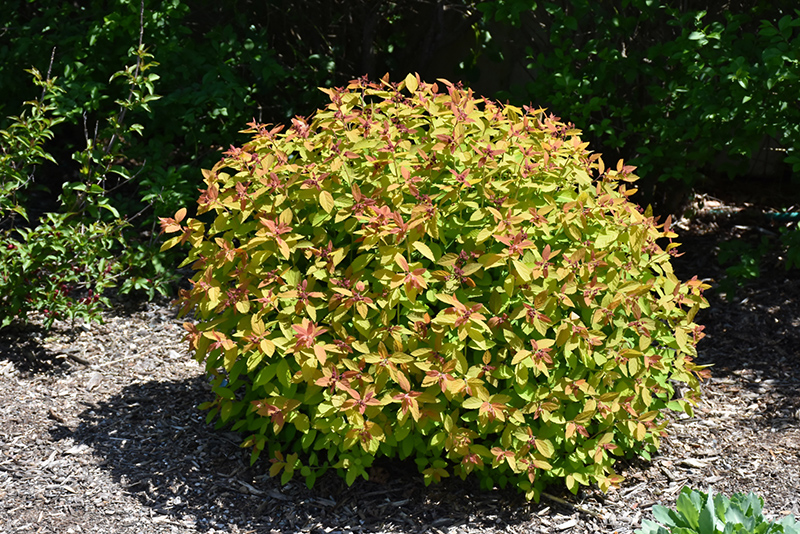 Double Play Candy Corn Spirea (Spiraea japonica 'NCSX1') at The Growing Place