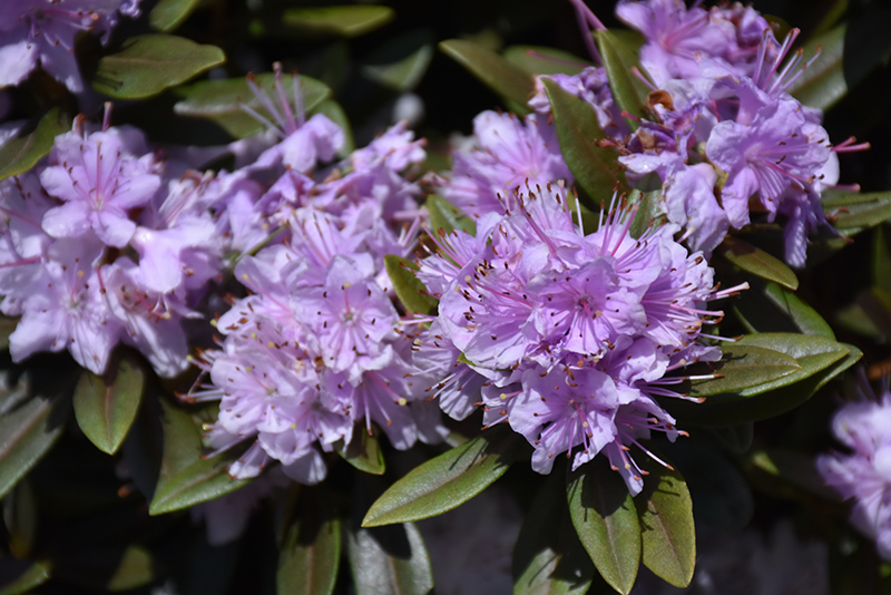 Faisa Rhododendron (Rhododendron 'Faisa') at The Growing Place