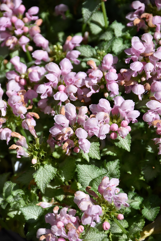 Pink Pewter Spotted Dead Nettle (Lamium maculatum 'Pink Pewter') at The Growing Place