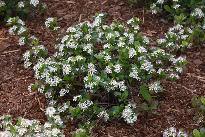Low Scape Mound Aronia (Aronia melanocarpa 'UCONNAM165') at The Growing Place