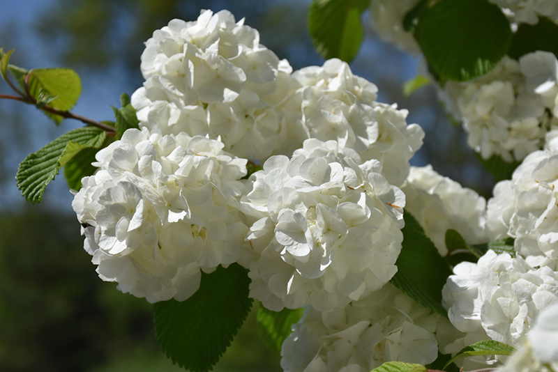 First Editions Opening Day Doublefile Viburnum (Viburnum plicatum 'PIIVIB-II') at The Growing Place