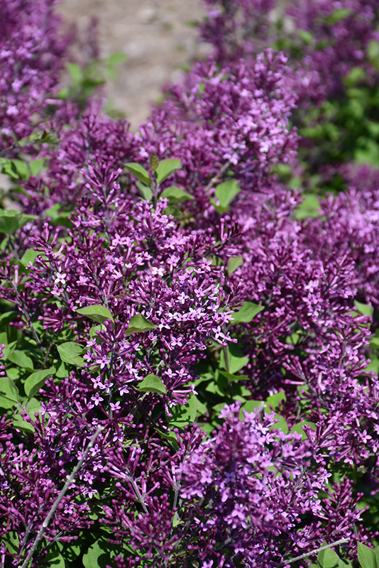 Bloomerang Dark Purple Lilac (Syringa 'SMSJBP7') at The Growing Place