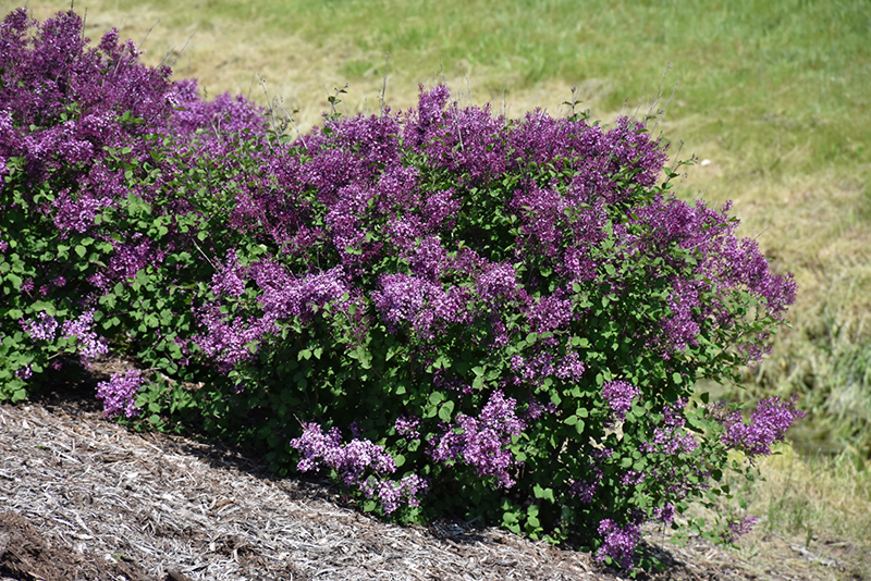 Bloomerang Dark Purple Lilac (Syringa 'SMSJBP7') at The Growing Place