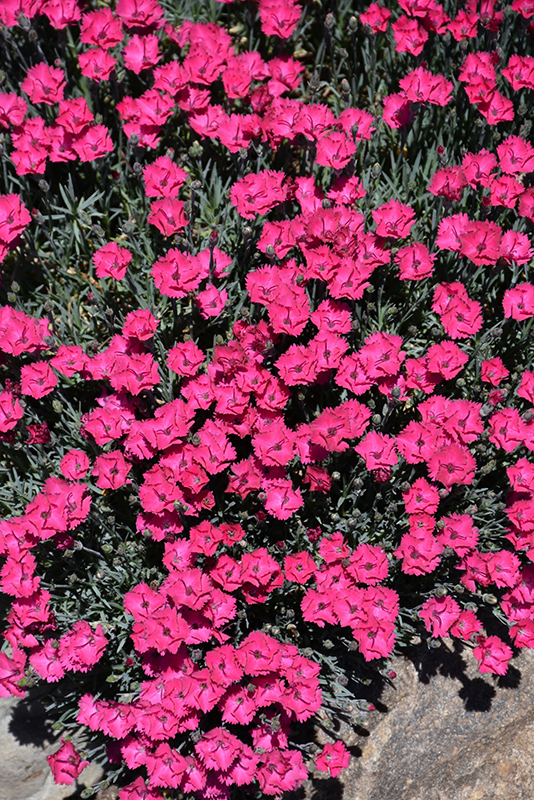 Paint The Town Red Pinks (Dianthus 'Paint The Town Red') at The Growing Place