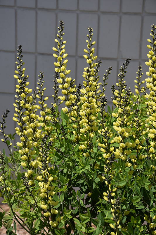 American Goldfinch False Indigo (Baptisia 'American Goldfinch') at The Growing Place