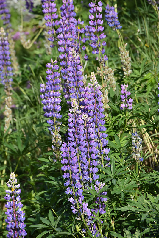Wild Lupine (Lupinus perennis) at The Growing Place