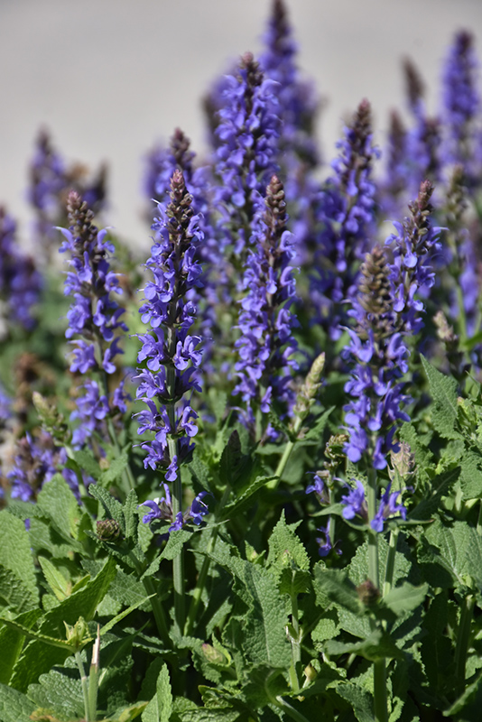 Blue Hill Sage (Salvia x sylvestris 'Blue Hill') at The Growing Place