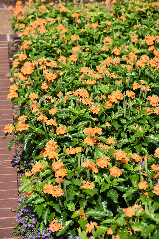 Orange Marmalade Firecracker Plant (Crossandra infundibuliformis 'Orange Marmalade') at The Growing Place