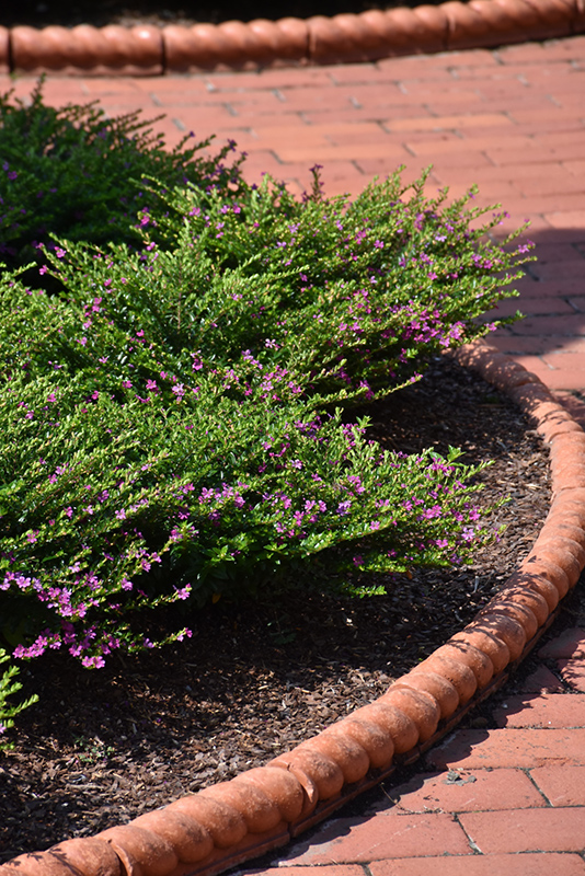 FloriGlory Diana Mexican Heather (Cuphea hyssopifolia 'Wescuflodia') at The Growing Place