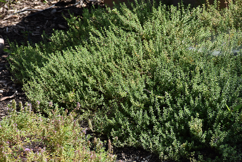 English Thyme; Common Thyme (Thymus vulgaris) at The Growing Place