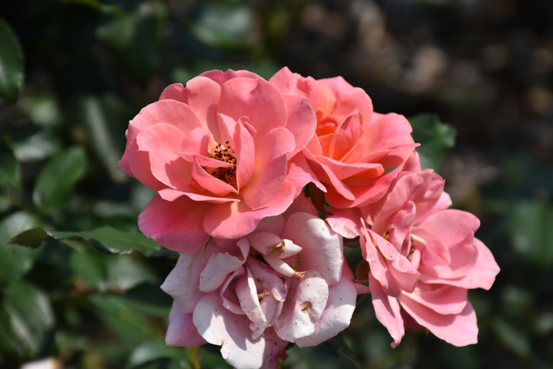 Coral Knock Out Rose (Rosa 'Radral') at The Growing Place